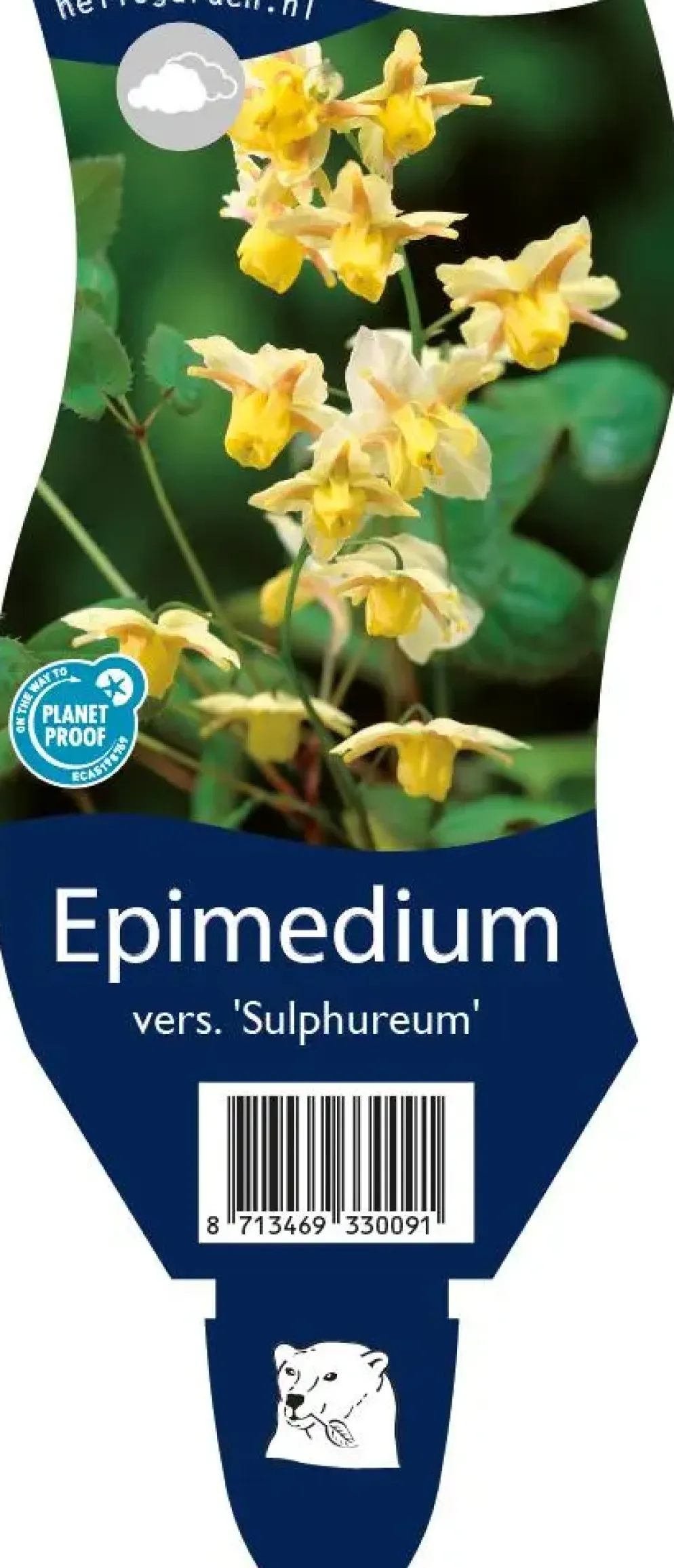 Epimedium (Elfenbloem)