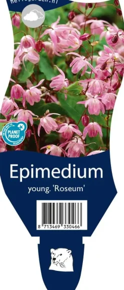 Epimedium (Elfenbloem)