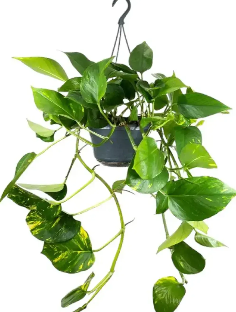 Epipremnum aureum (Drakenklimop) 40cm