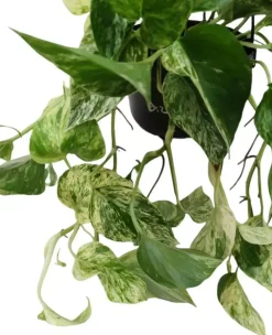 Epipremnum 'Marble queen' (Drakenklimop) 40cm