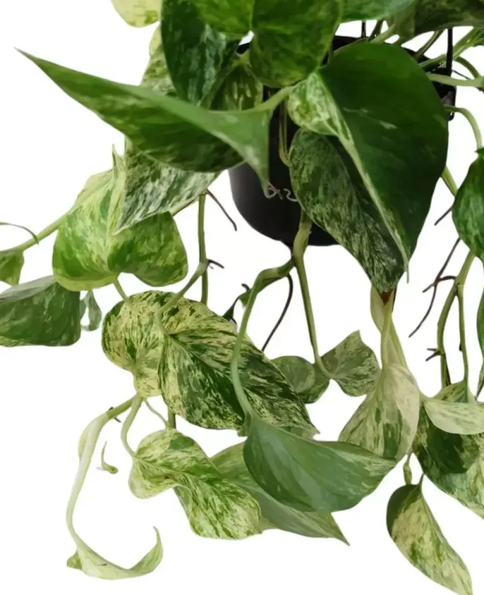 Epipremnum 'Marble queen' (Drakenklimop) 40cm