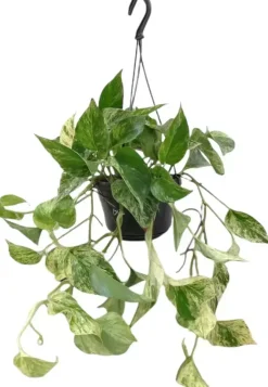 Epipremnum 'Marble queen' (Drakenklimop) 40cm