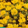 Eranthis cilicica 15 stuks