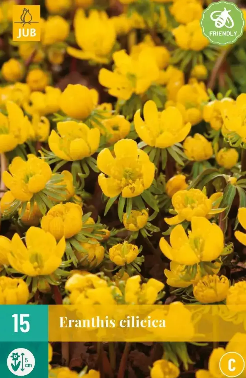 Eranthis cilicica 15 stuks
