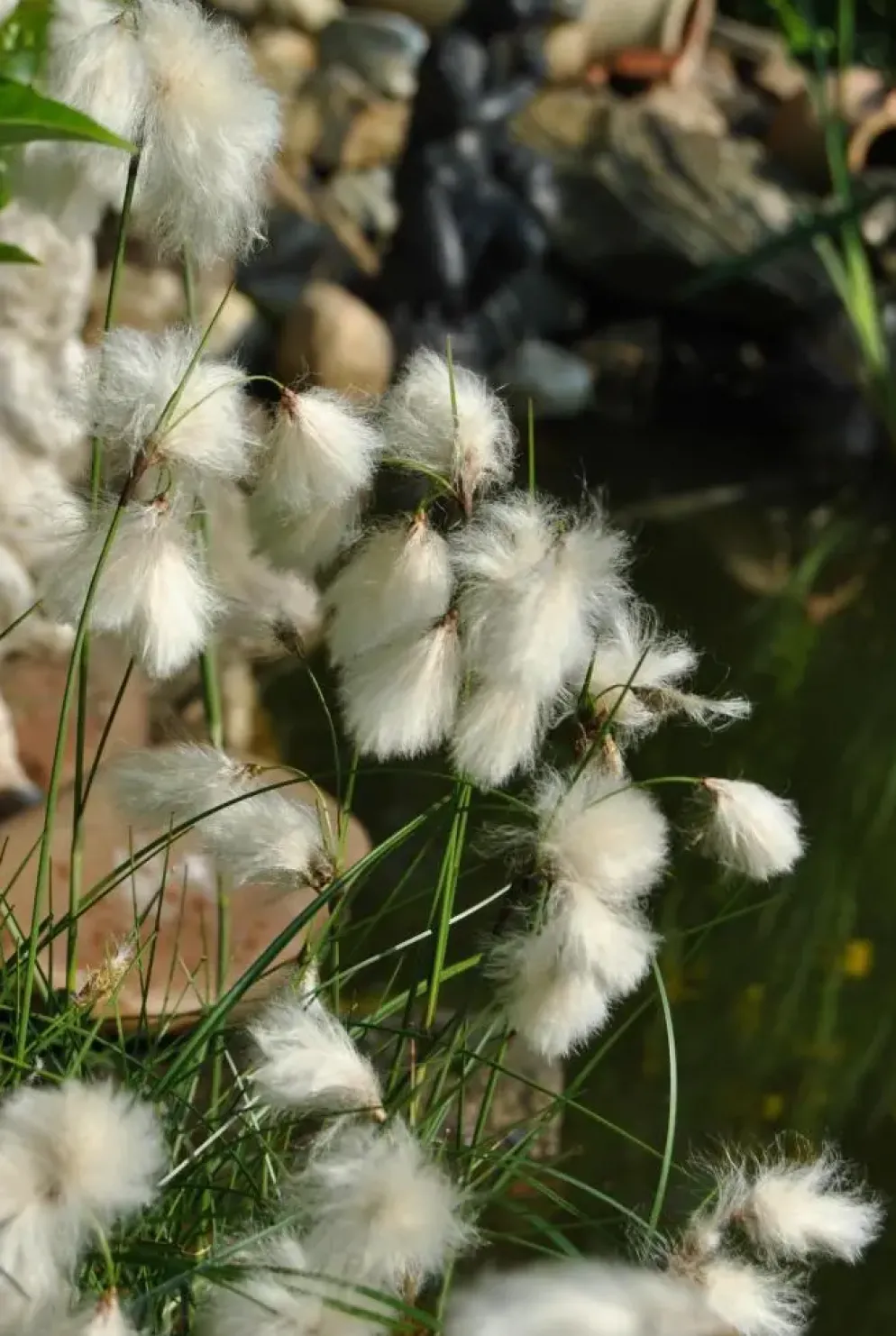 Eriophorum angustifolium (Eriophorum)