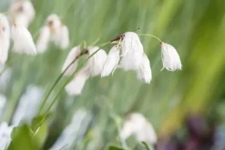 Eriophorum angustifolium (Eriophorum)