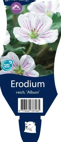 Erodium reichardii 'Album' (Reigersbek)