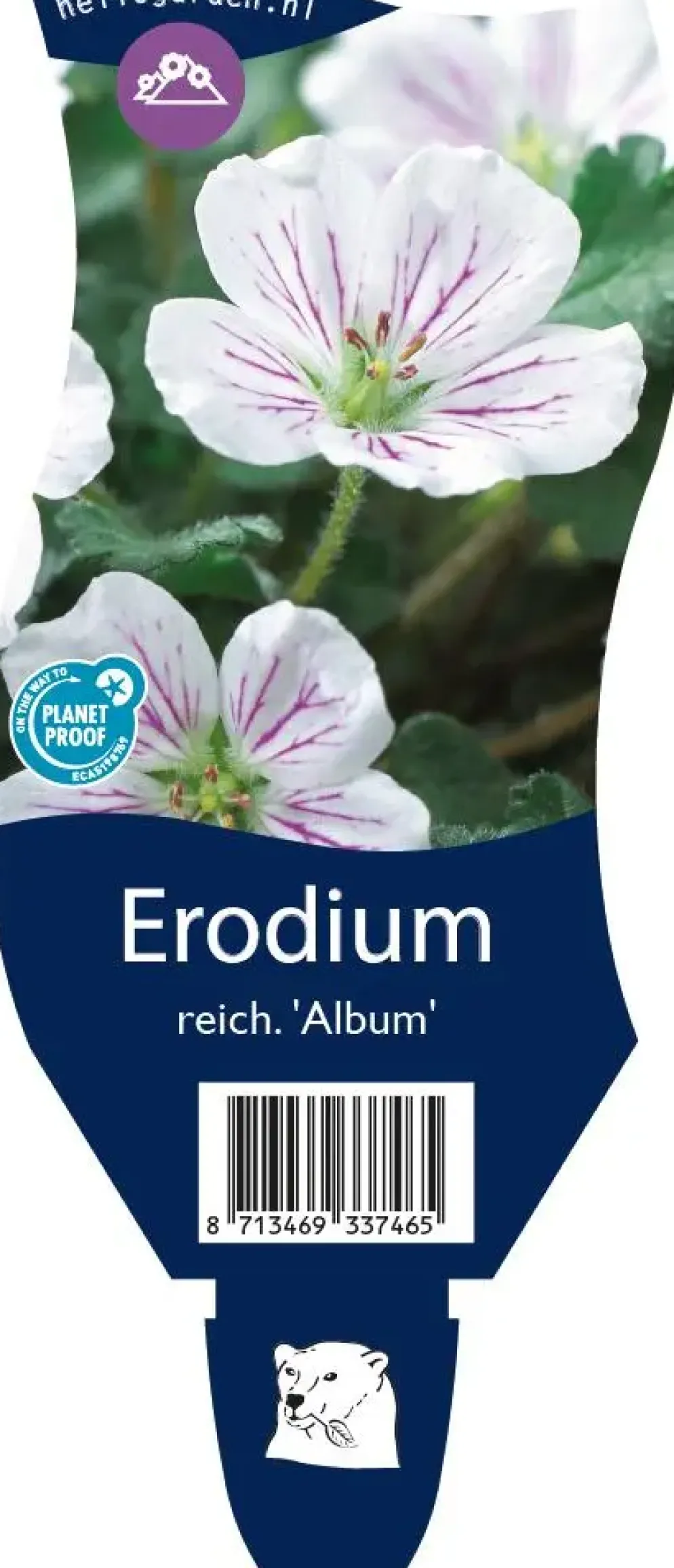 Erodium reichardii 'Album' (Reigersbek)