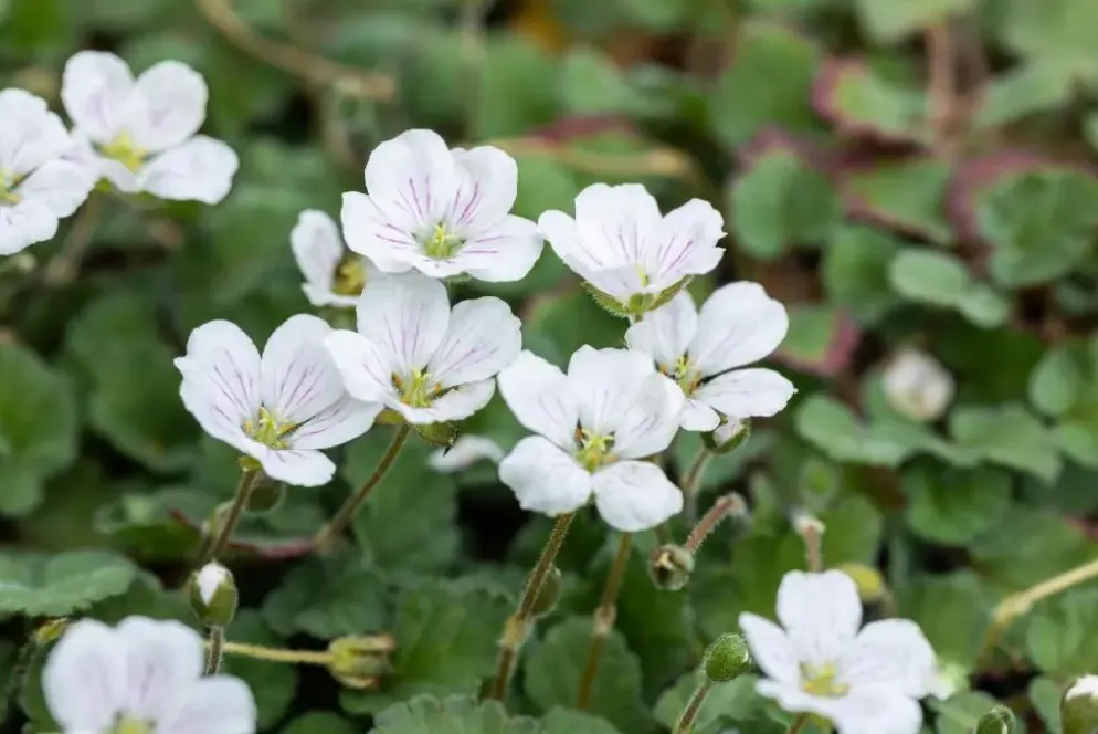 Erodium reichardii 'Album' (Reigersbek)