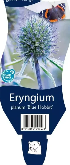Eryngium planum 'Blue Hobbit' (Kruisdistel)