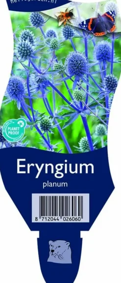 Eryngium planum (Kruisdistel)