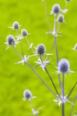 Eryngium planum (Kruisdistel)