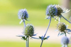 Eryngium planum (Kruisdistel)