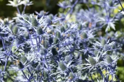 Eryngium planum (Kruisdistel)