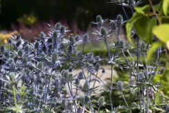 Eryngium planum (Kruisdistel)
