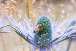 Eryngium planum (Kruisdistel)