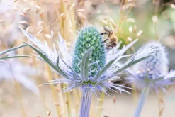 Eryngium planum (Kruisdistel)