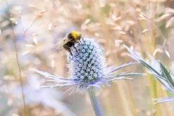 Eryngium planum (Kruisdistel)
