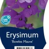 Erysimum 'Bowles Mauve' (Muurbloem)