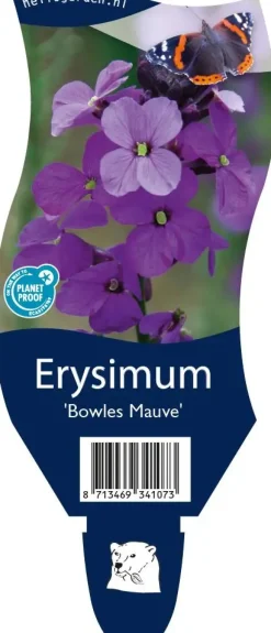 Erysimum 'Bowles Mauve' (Muurbloem)