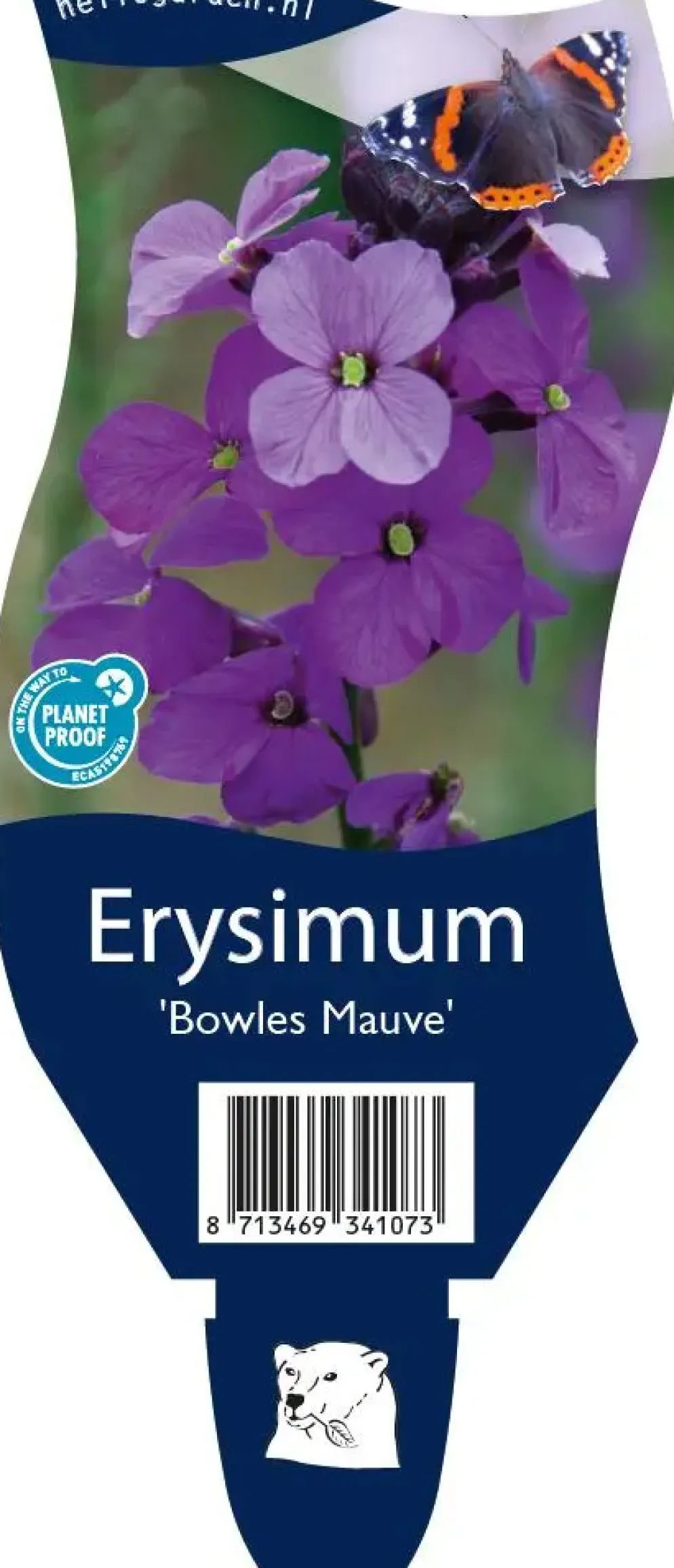 Erysimum 'Bowles Mauve' (Muurbloem)