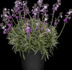 Erysimum 'Bowles Mauve' (Muurbloem)