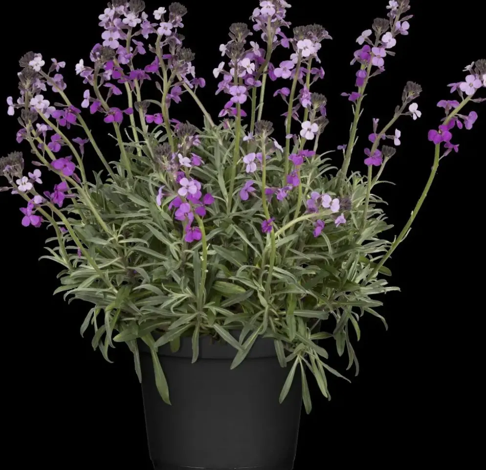 Erysimum 'Bowles Mauve' (Muurbloem)