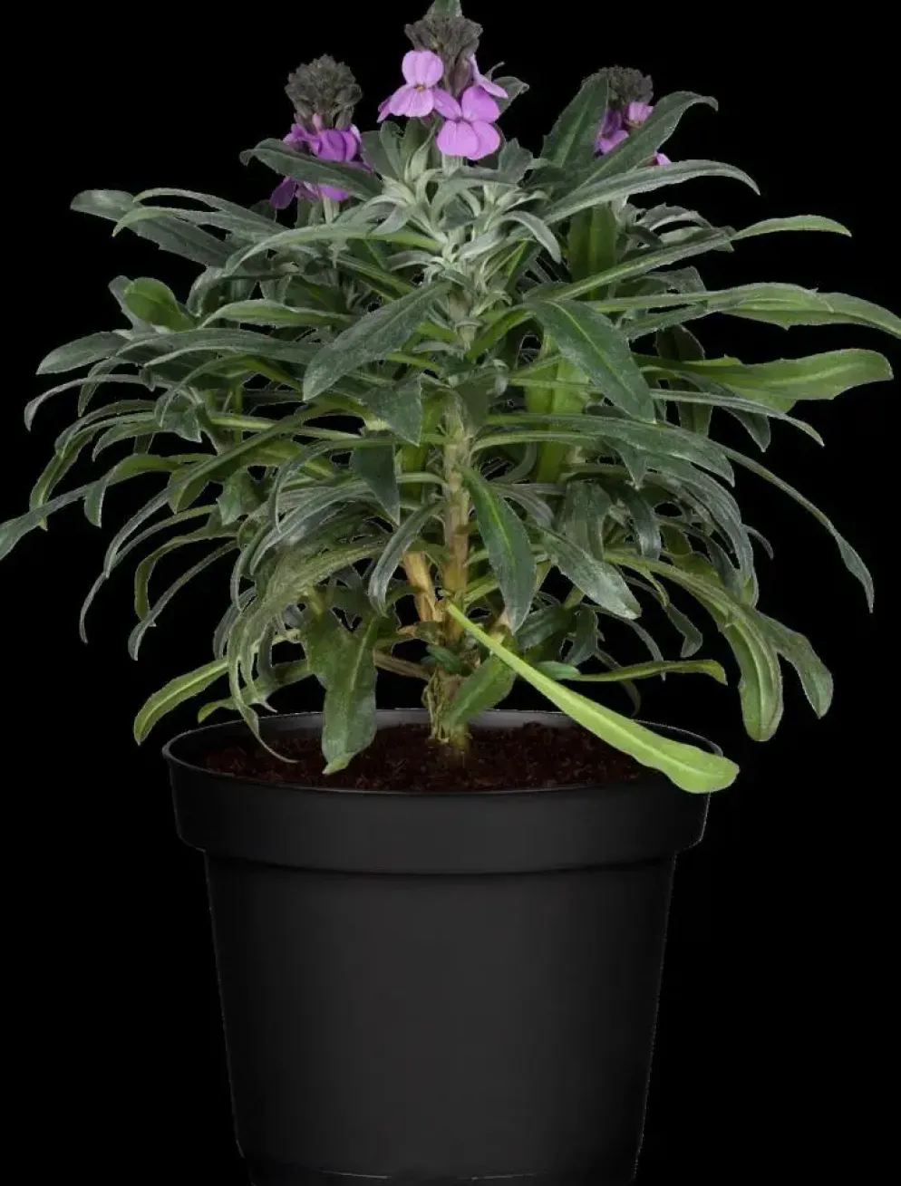 Erysimum 'Bowles Mauve' (Muurbloem)