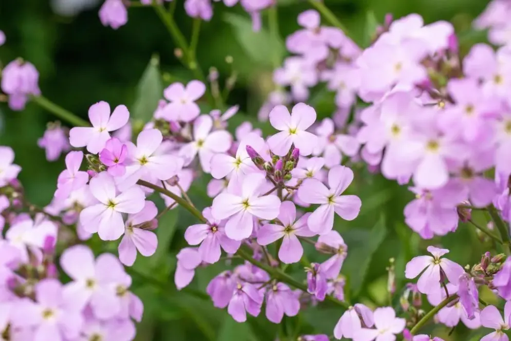 Erysimum 'Bowles Mauve' (Muurbloem)