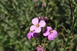 Erysimum 'Bowles Mauve' (Muurbloem)