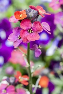 Erysimum 'Bowles Mauve' (Muurbloem)