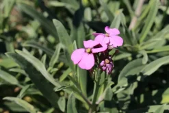 Erysimum 'Bowles Mauve' (Muurbloem)
