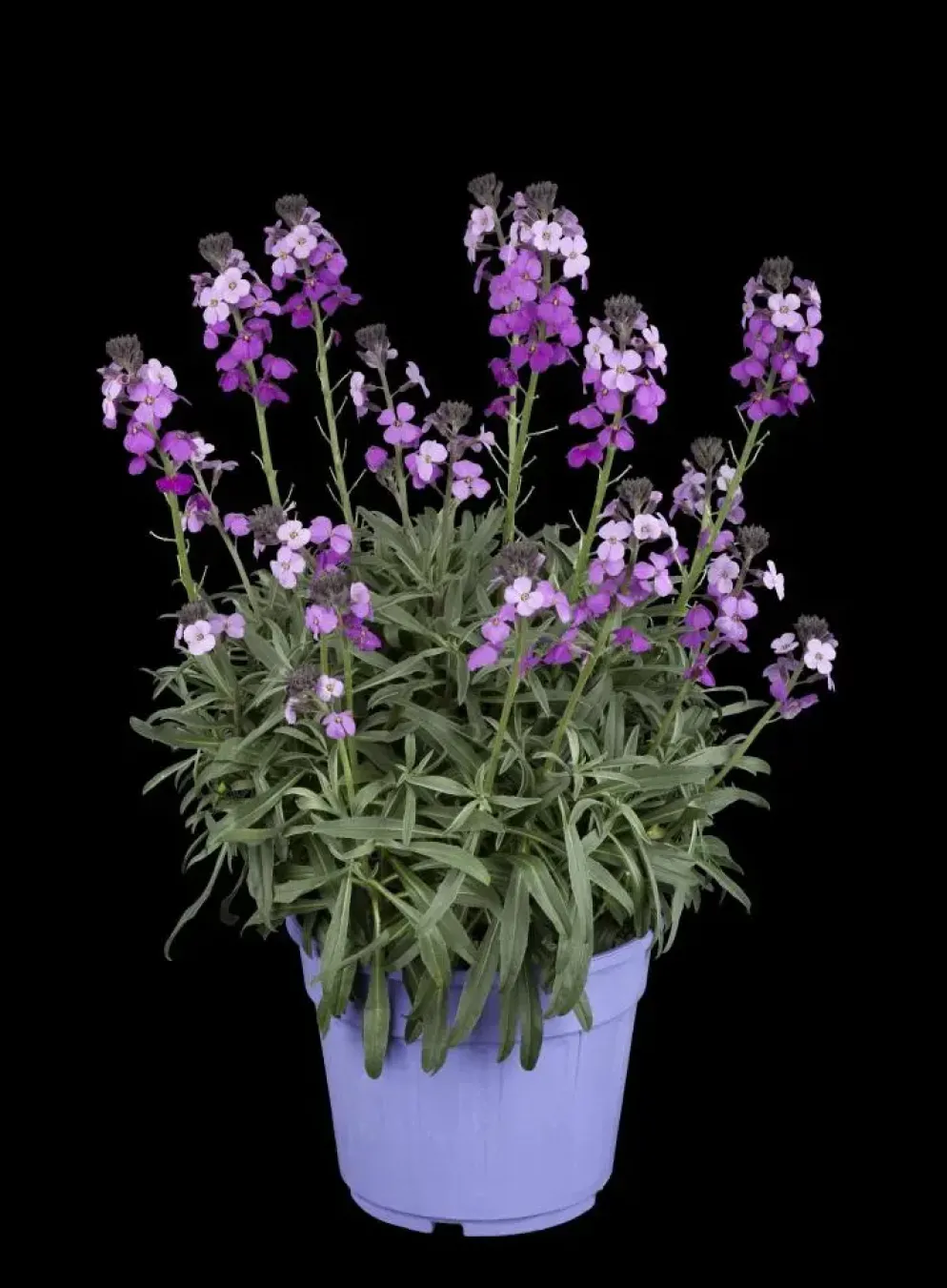 Erysimum 'Bowles Mauve' (Muurbloem)