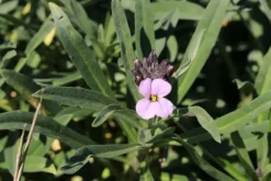 Erysimum 'Bowles Mauve' (Muurbloem)