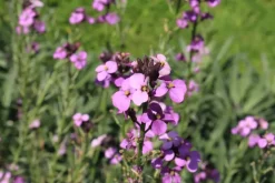 Erysimum 'Bowles Mauve' (Muurbloem)