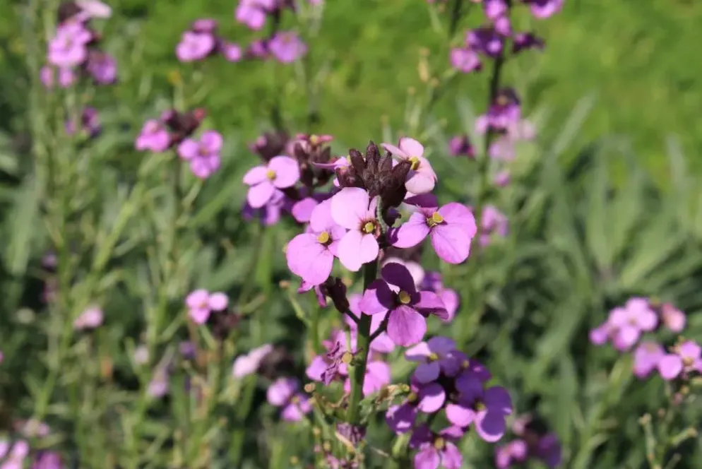 Erysimum 'Bowles Mauve' (Muurbloem)