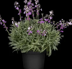 Erysimum 'Bowles Mauve' (Muurbloem)