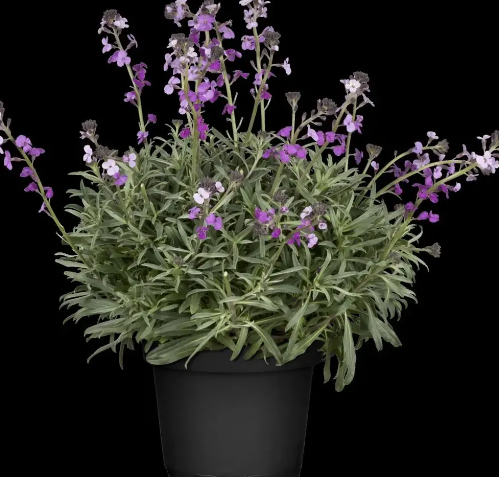 Erysimum 'Bowles Mauve' (Muurbloem)