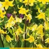 Erythronium Pagoda 3 stuks