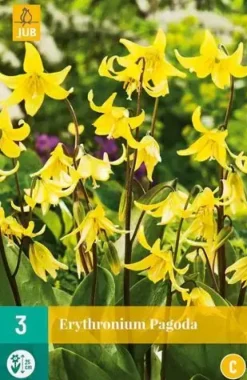 Erythronium Pagoda 3 stuks