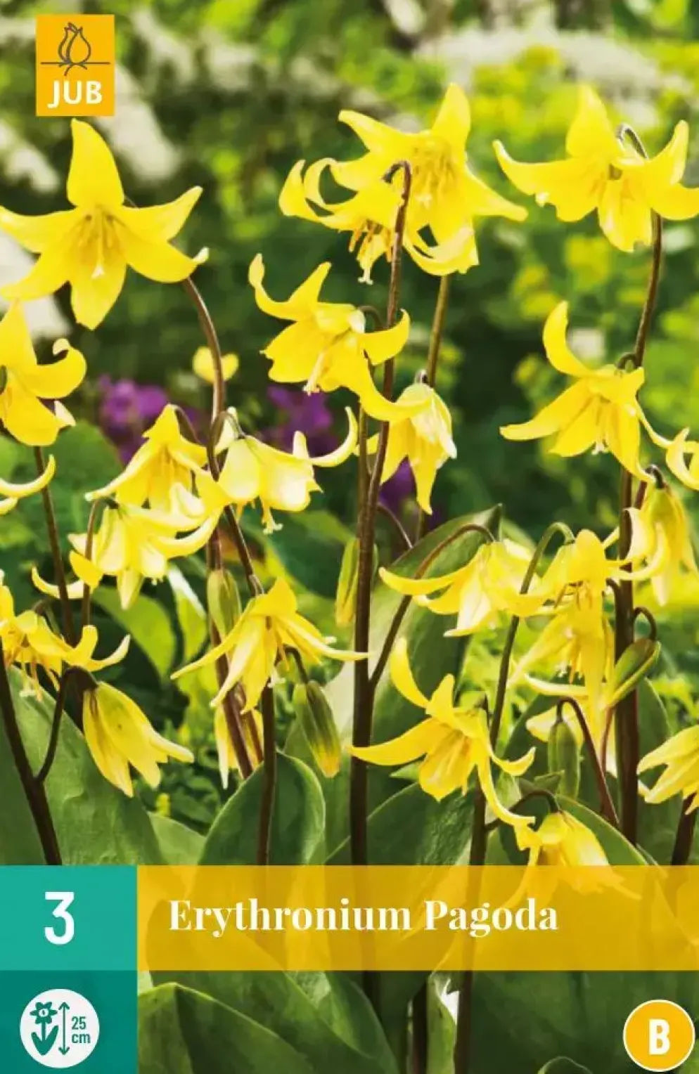 Erythronium Pagoda 3 stuks