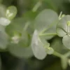 Eucalyptus gunnii (Cider-eucalyptus)