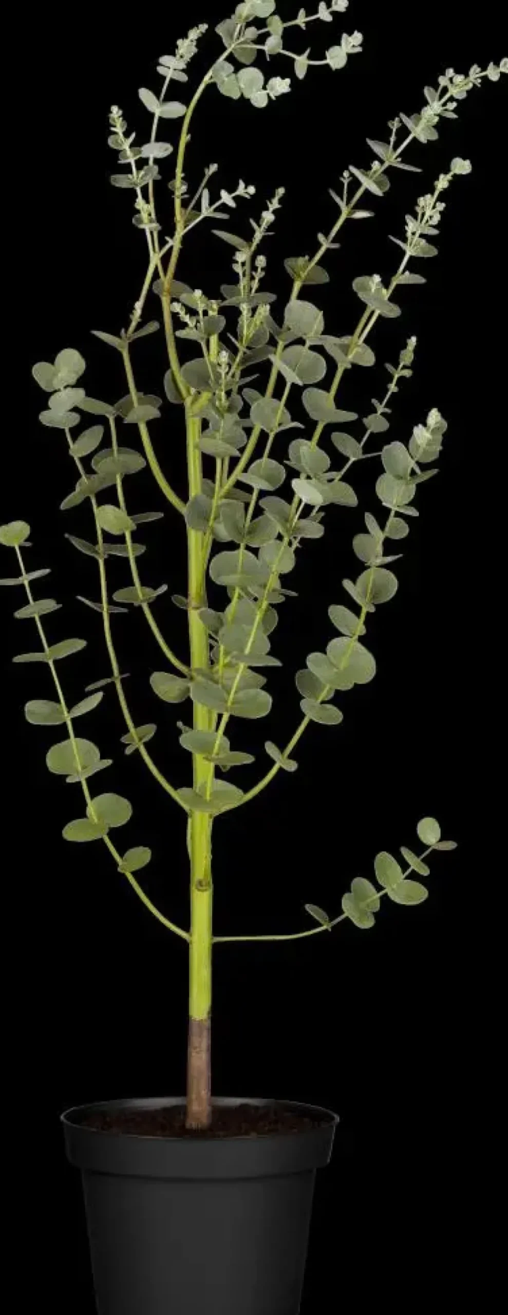 Eucalyptus gunnii (Cider-eucalyptus)