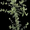 Eucalyptus gunnii (Cider-eucalyptus)