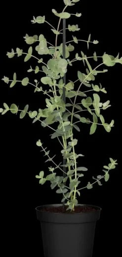 Eucalyptus gunnii (Cider-eucalyptus)