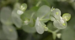 Eucalyptus gunnii (Cider-eucalyptus)