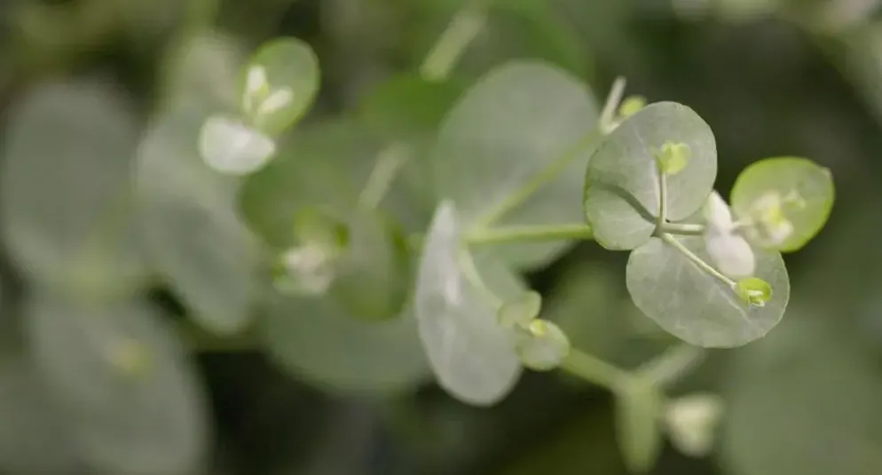 Eucalyptus gunnii (Cider-eucalyptus)