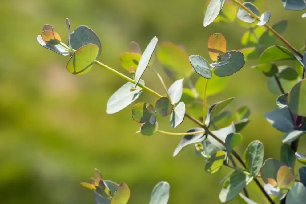 Eucalyptus gunnii (Cider-eucalyptus)