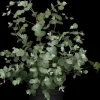 Eucalyptus gunnii (Cider-eucalyptus)