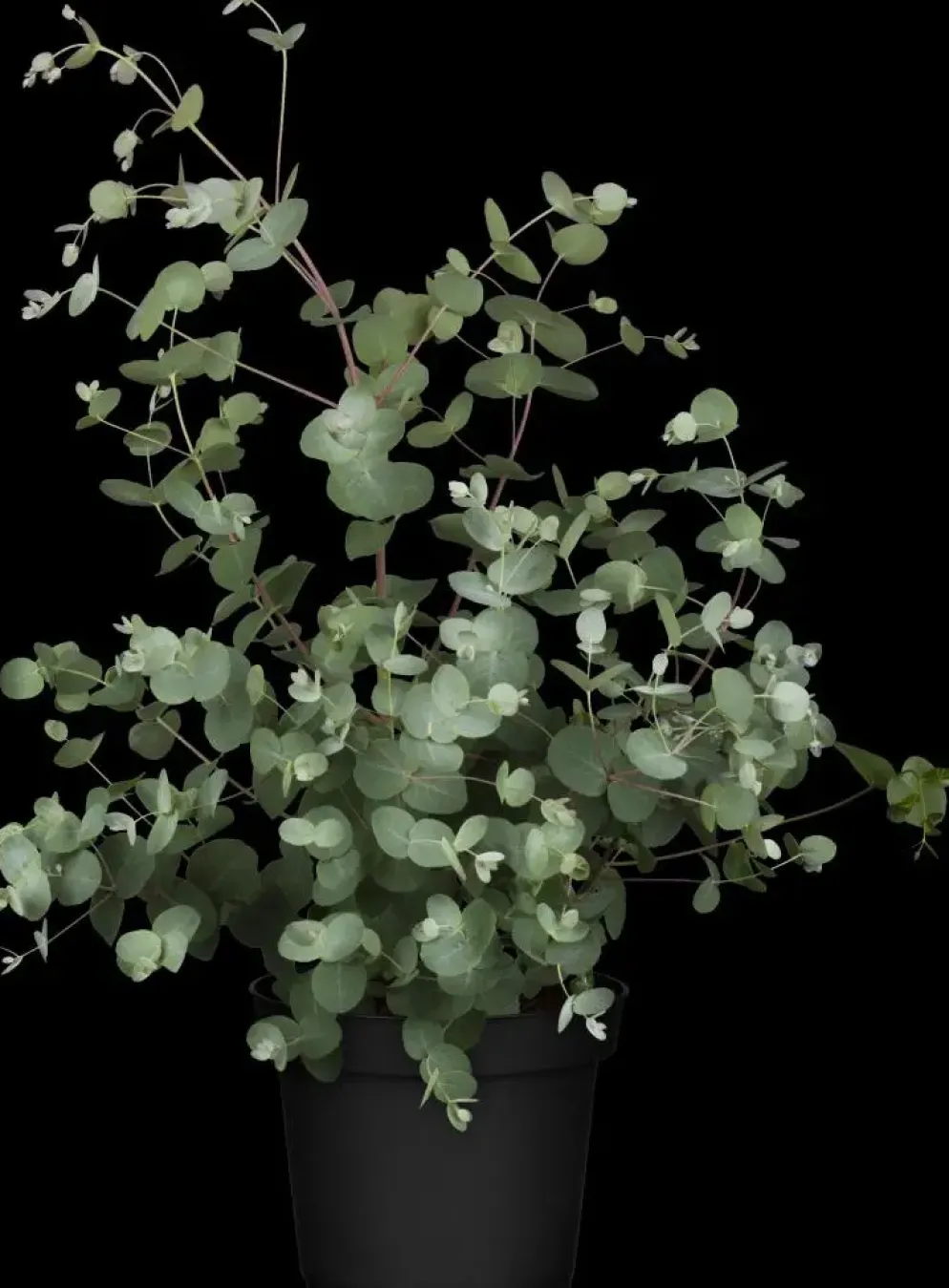 Eucalyptus gunnii (Cider-eucalyptus)